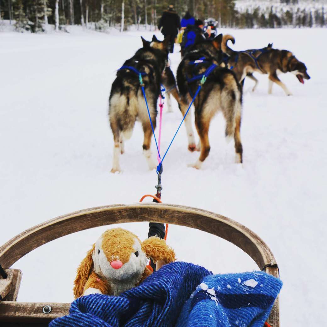 Husky ride Image of husky ride