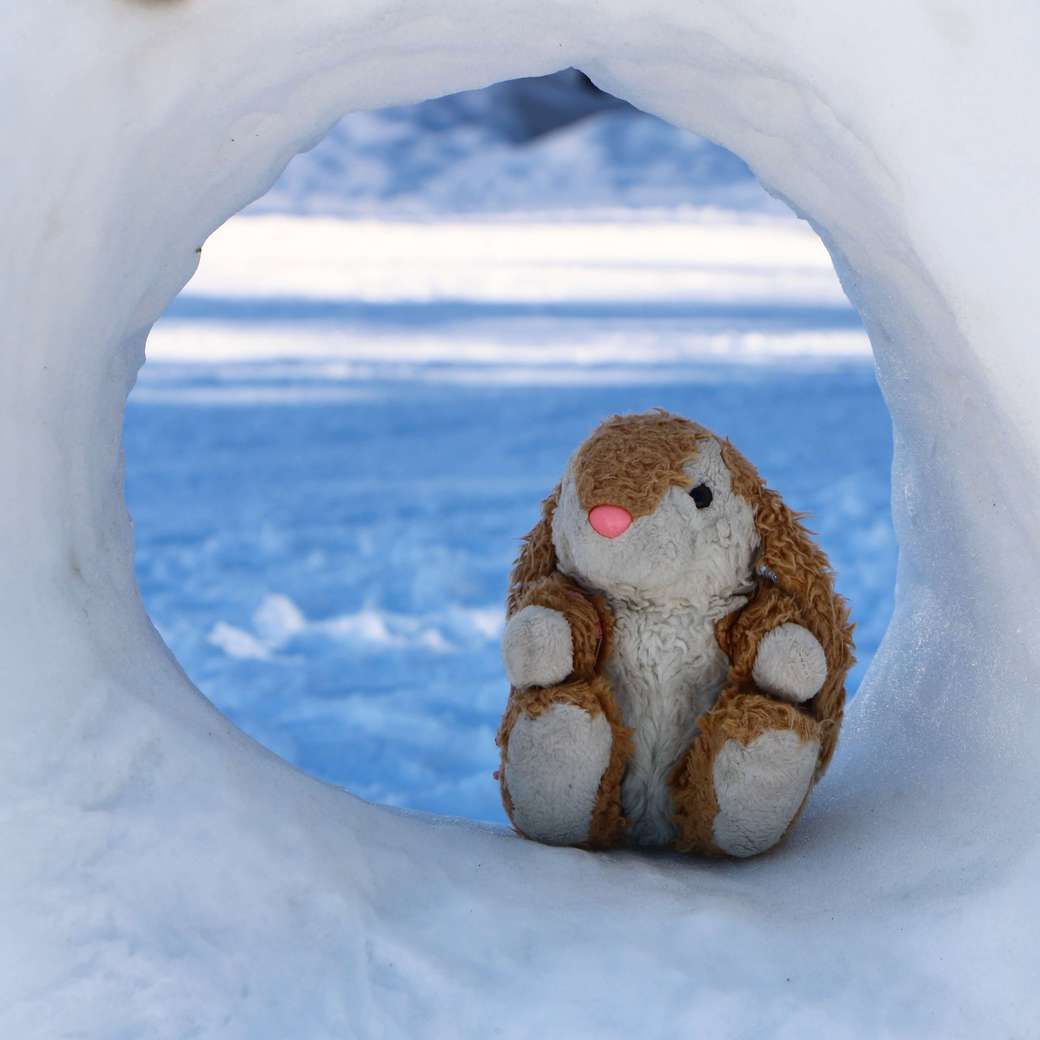 Bunny in Snow Hotel Image of Bunny in Snow Hotel