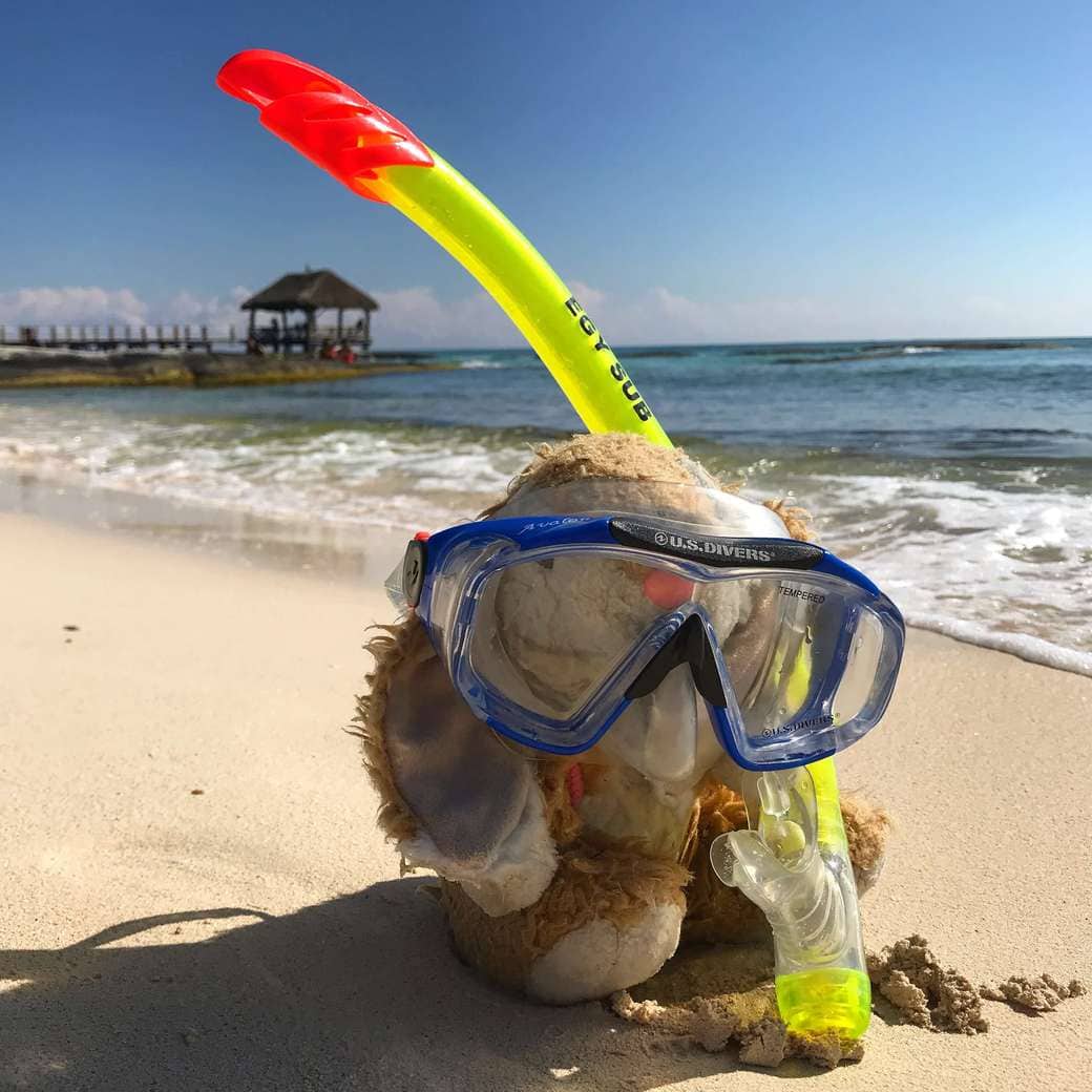 Snorkelling Image of Bunny snorkelling