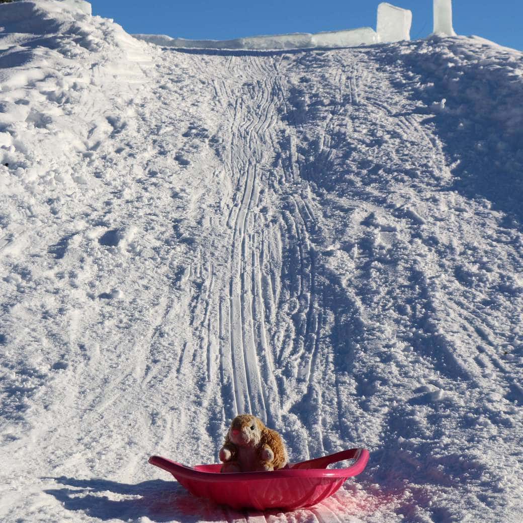 Bunny snow sledding Image of Bunny