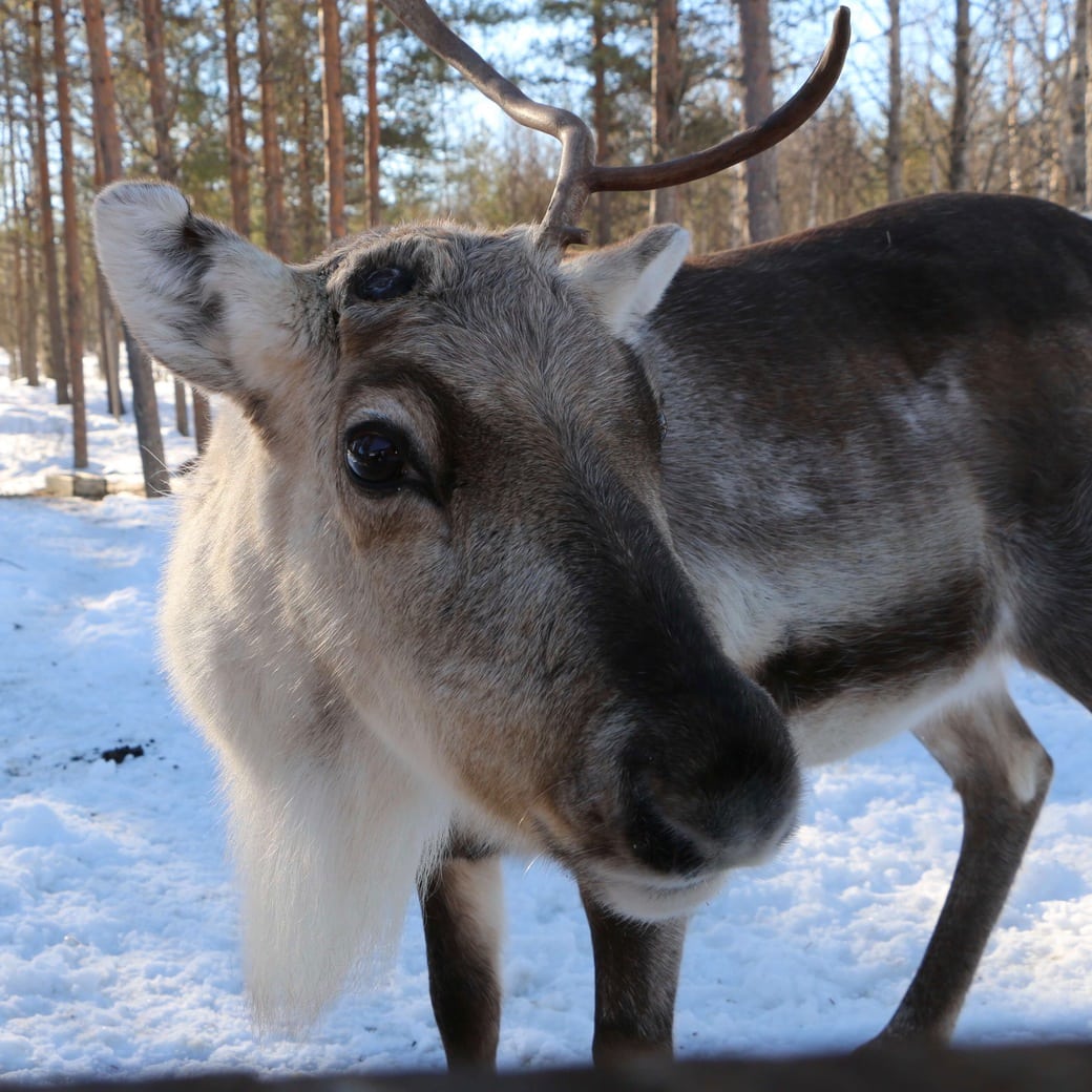 Reindeer Image of reindeer