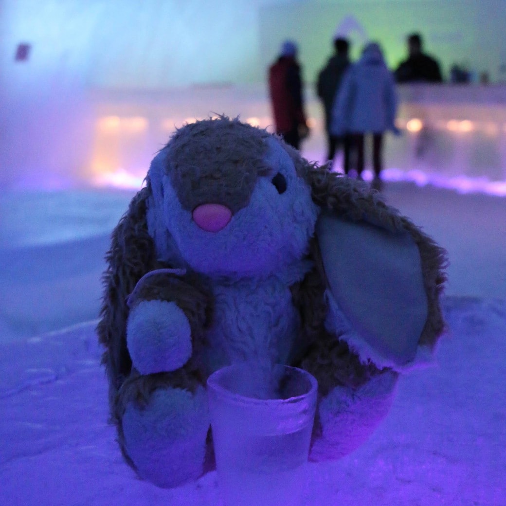 Bunny in the ice bar Image of Bunny in ice bar