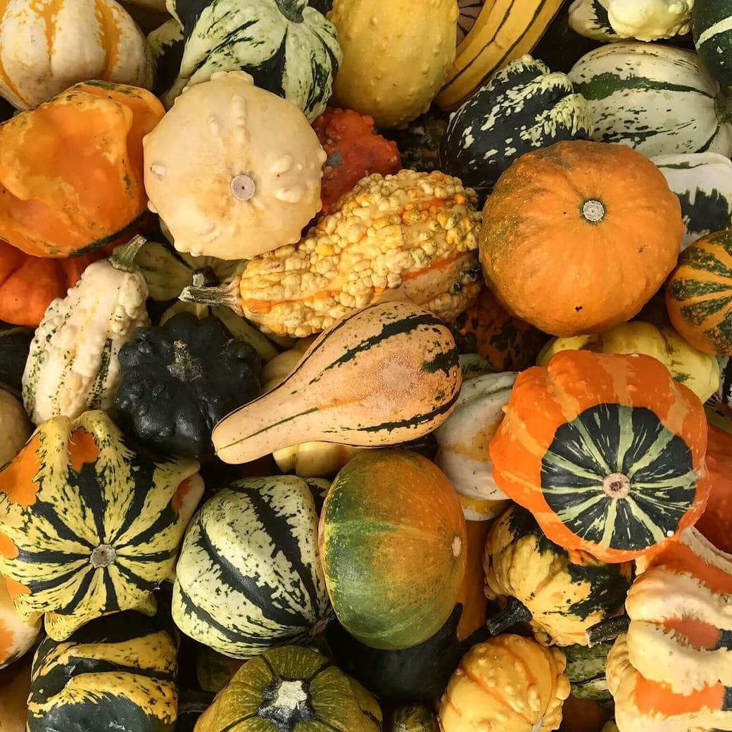 Pumpkins Images of pumpkins
