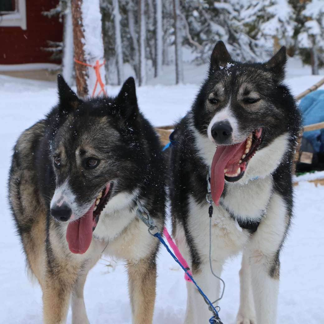 Huskies Image of huskies