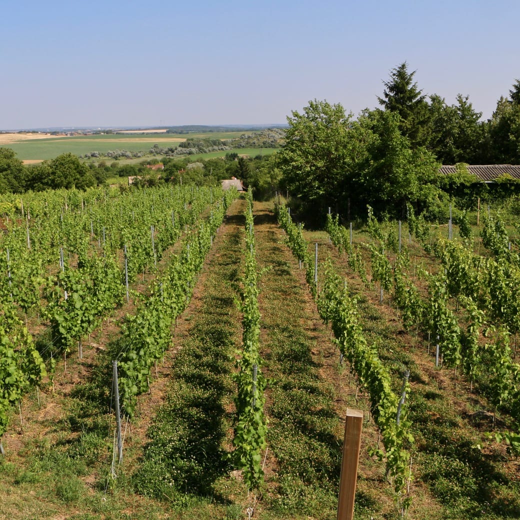 Anonym vineyards Image of Etyek vineyard
