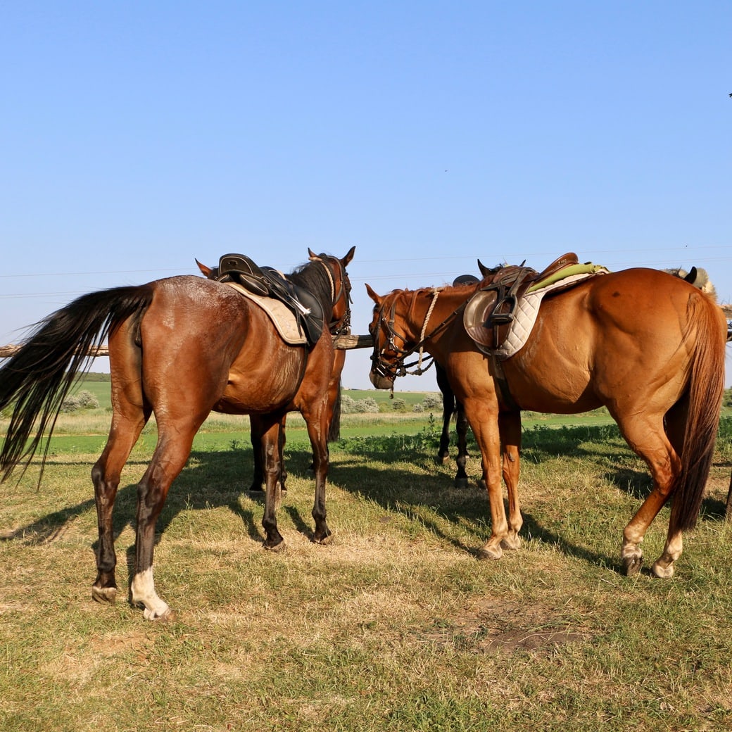 Horses Image of horses