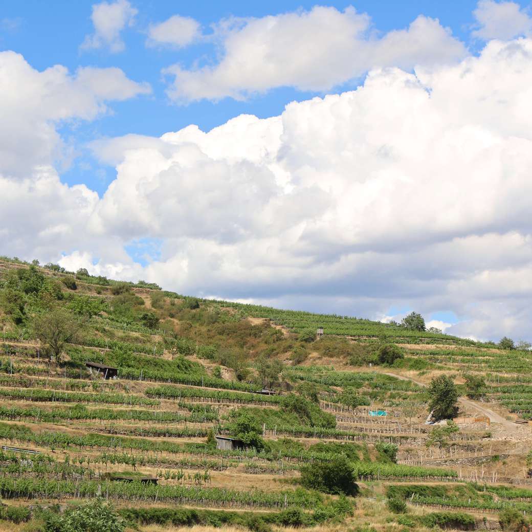 Krems vineyards Image of Krems vineyards