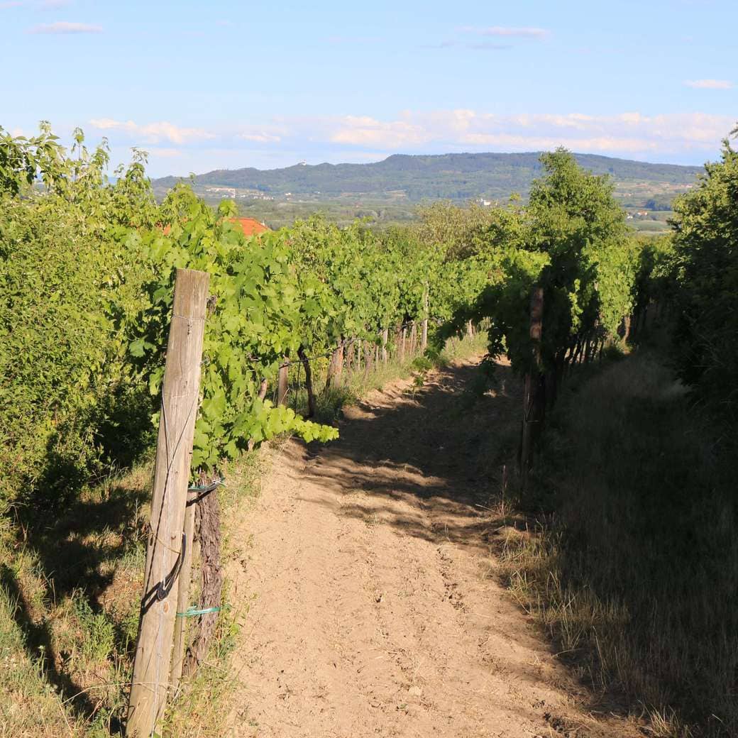 Krems vineyards Image of hiking path
