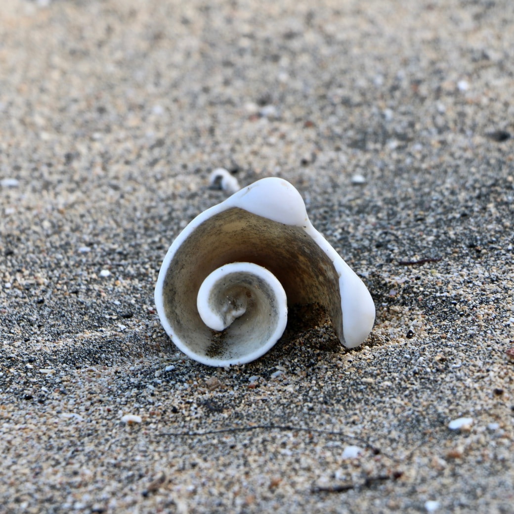 Seashell Image of Sandals beach