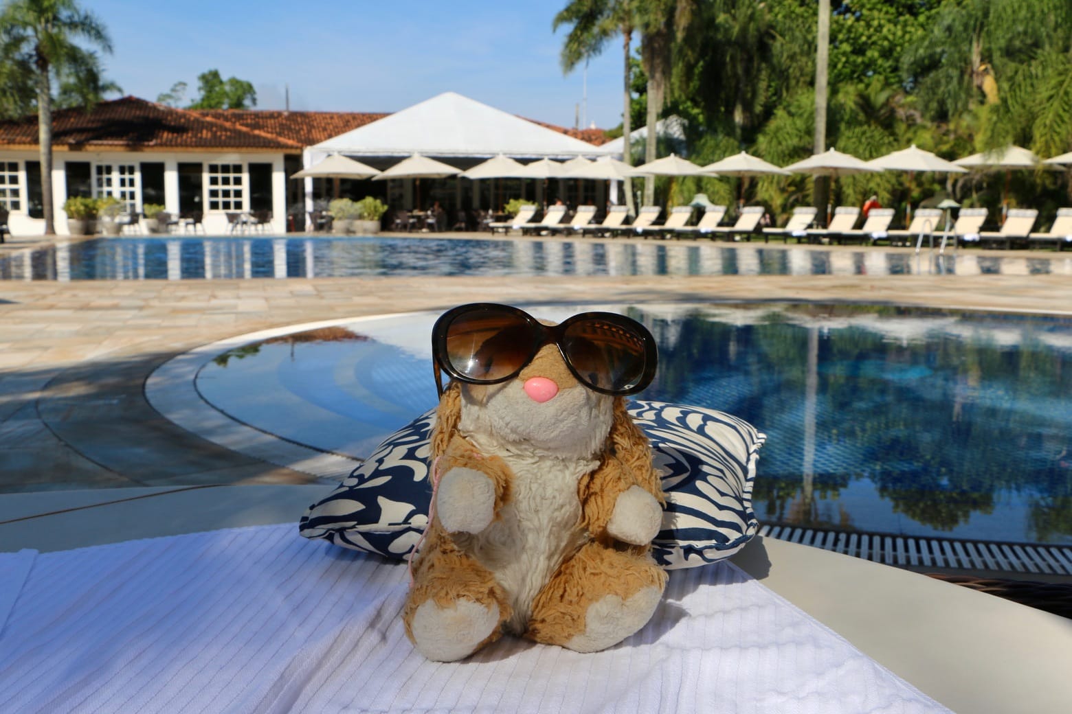 Bunny enjoying the pool at Belmond Hotel Image of Bunny at Belmond Hotel