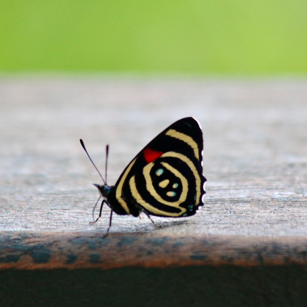 Butterfly at Iguazu Falls Image of butterfly