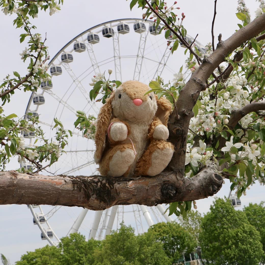 Bunny and the Old Montreal Ferris Wheel Image of the Old Montreal Ferris Wheel