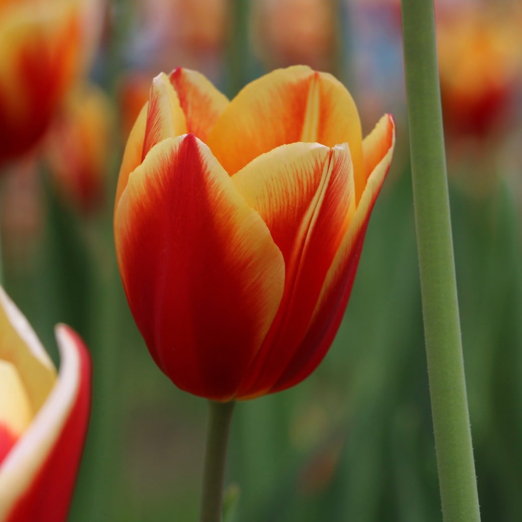 Montreal tulips Image of tulips