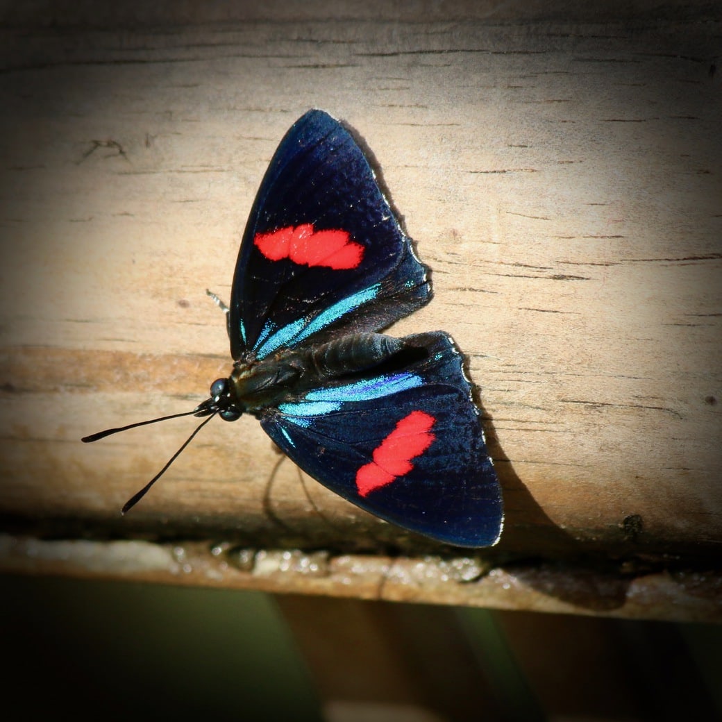 Butterfly at Iguazu Falls Image of butterfly
