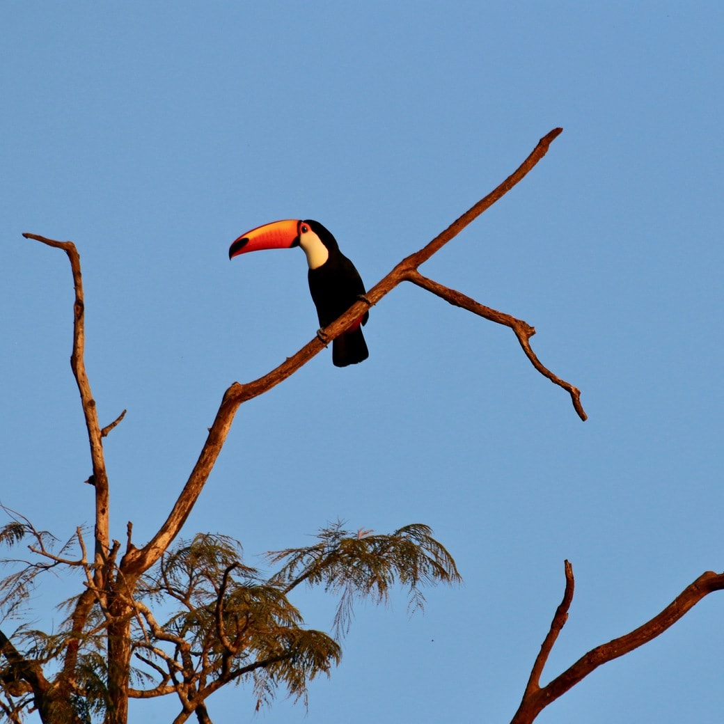 Toucan on the Argentinian side of the falls Image of toucan
