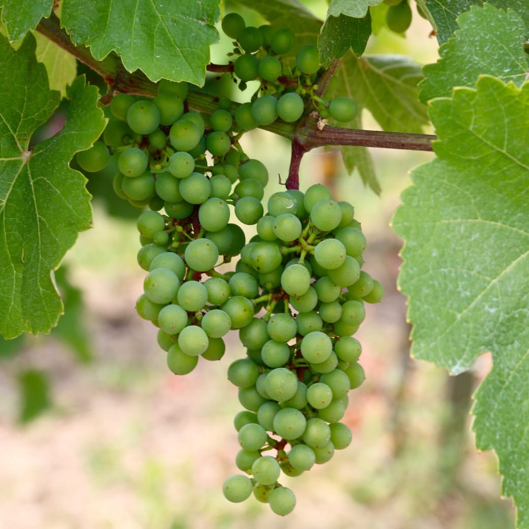 Austrian grapes Image of grapes