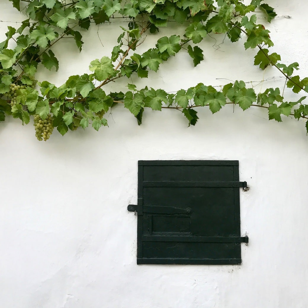 Vines Images of vines