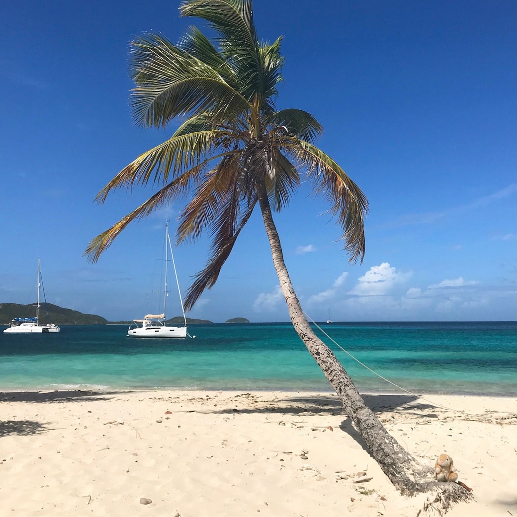 Bunny on the beach Image of Tobago Cays