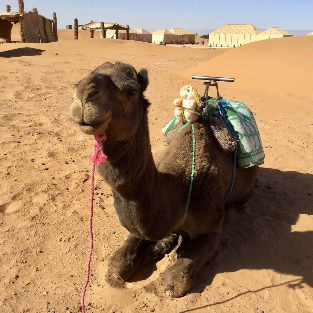 Bunny rider Image of Bunny on a camel