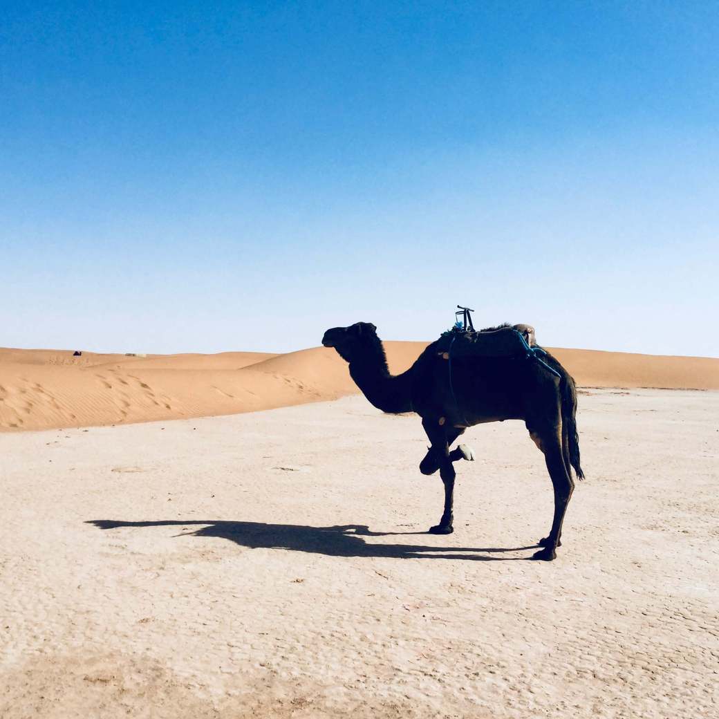 Camel Image of camel