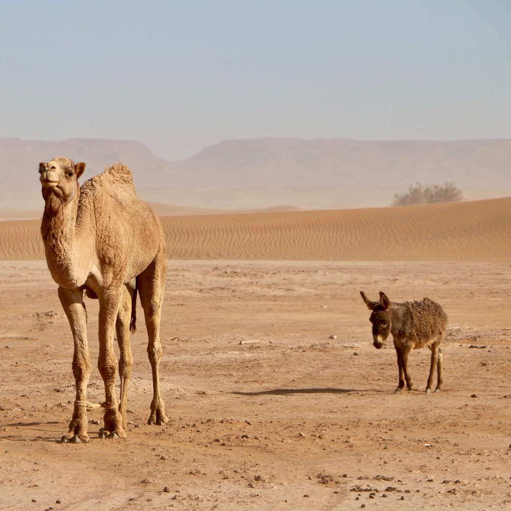 Friends Image of friends in the desert