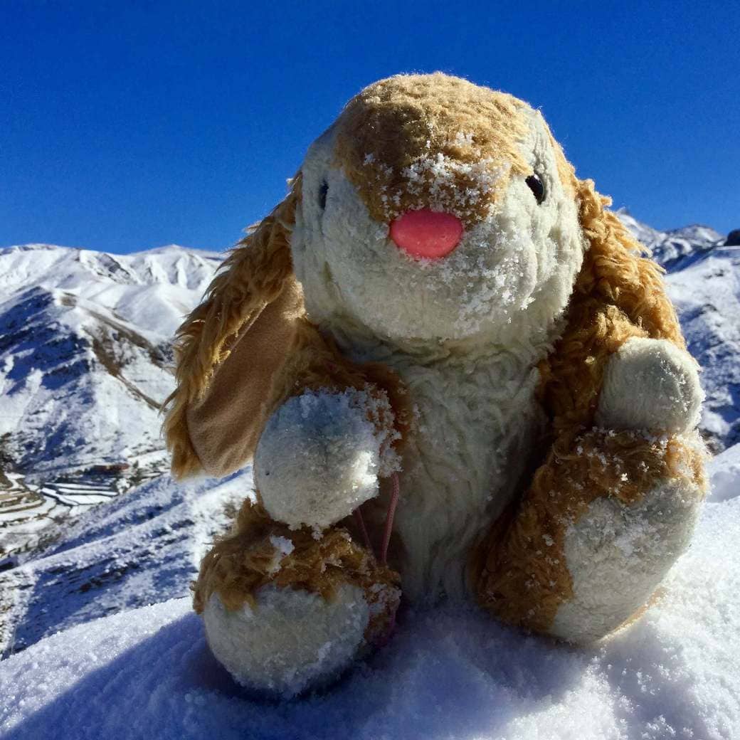 Snow Bunny Image of snow Bunny