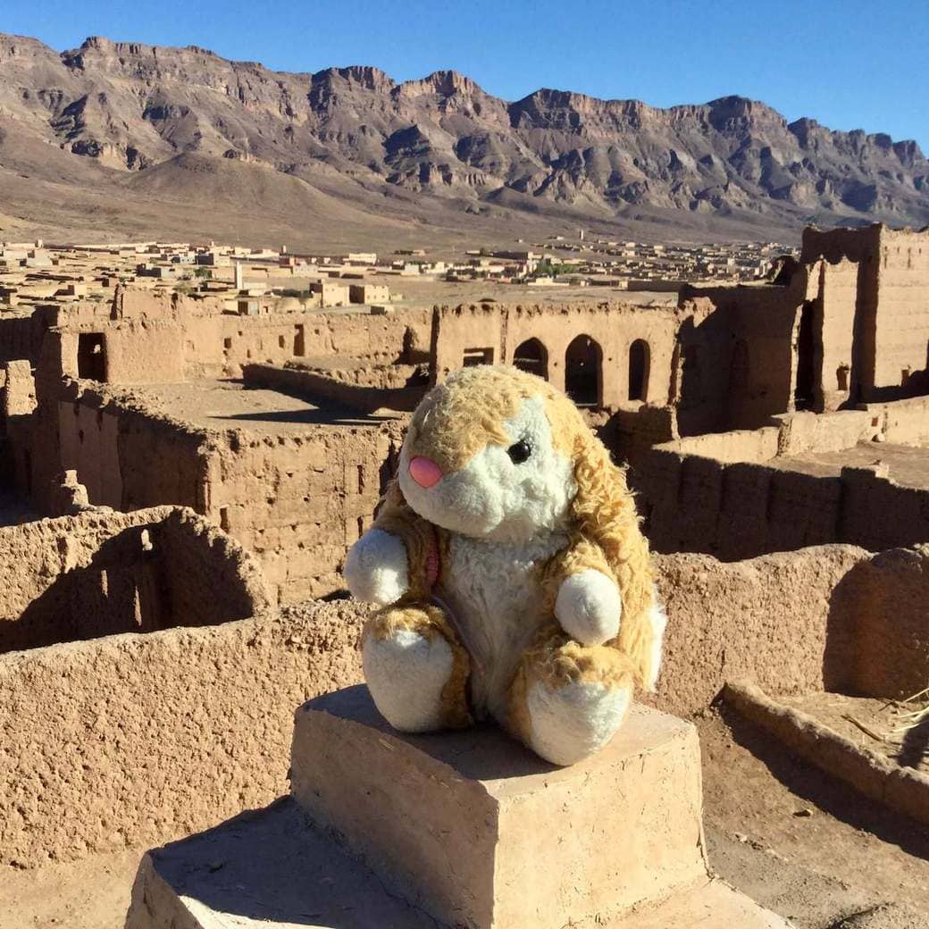 Tamnougalt Image of Bunny in Tamnougalt