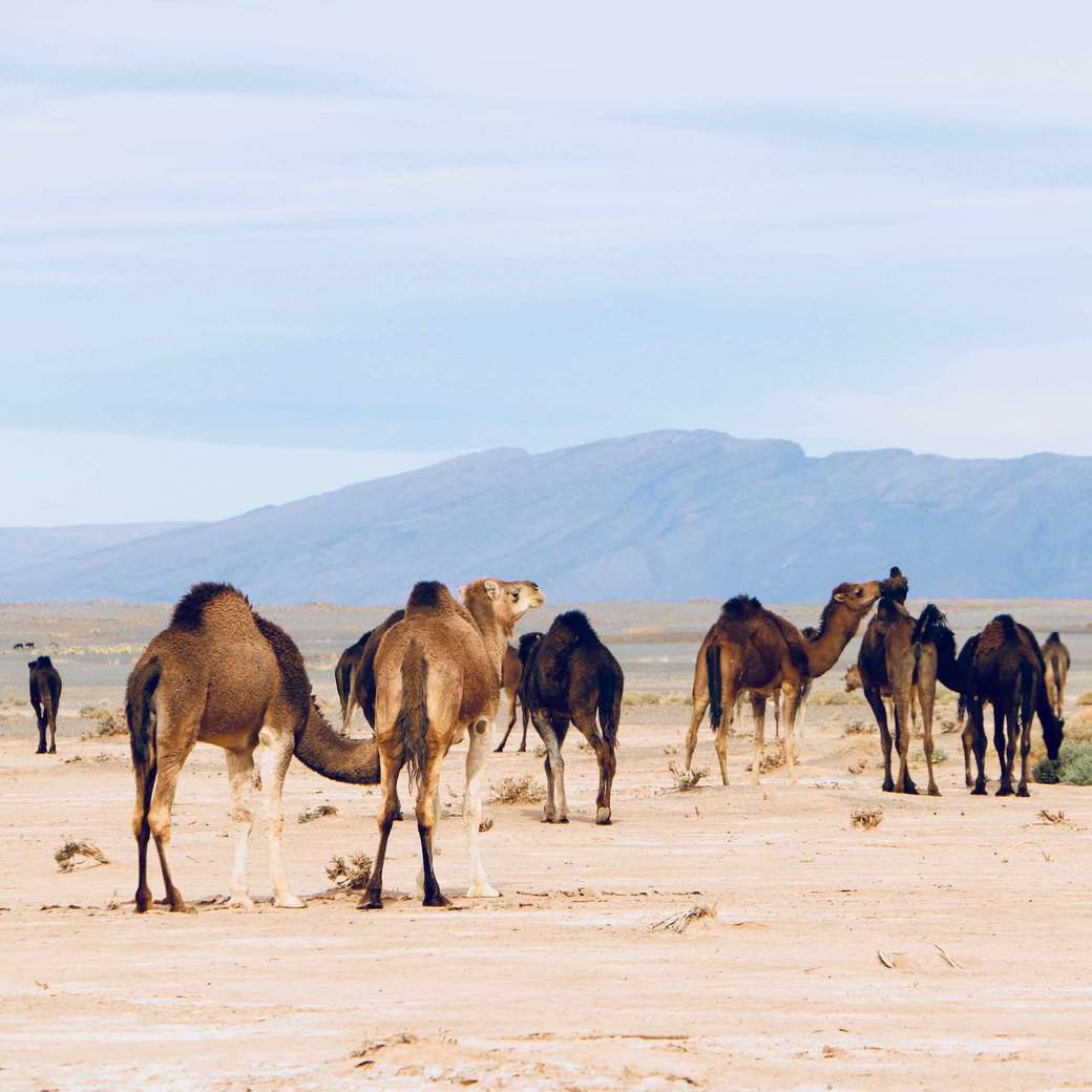 Traffic jam Image of camels