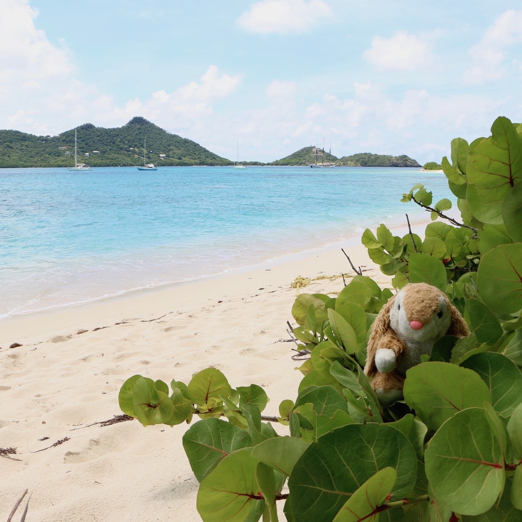 Beach life Image of Bunny on Sandy Island
