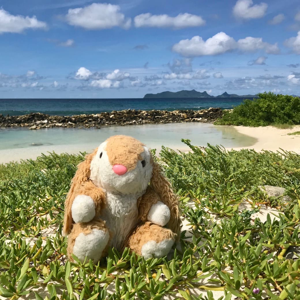 Bunny and the water pool Image of Bunny on Sandy Island