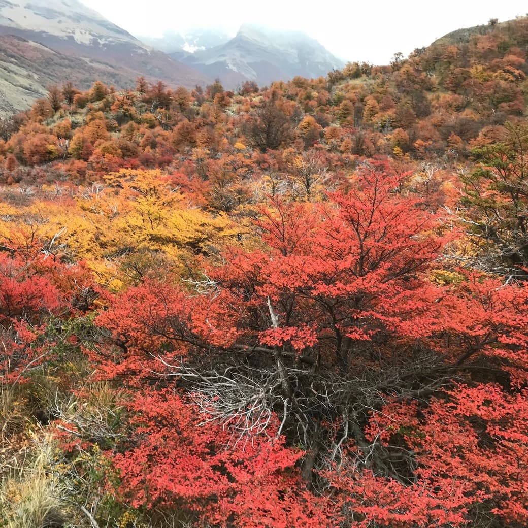 Argentinian Patagonia Image of fall colours