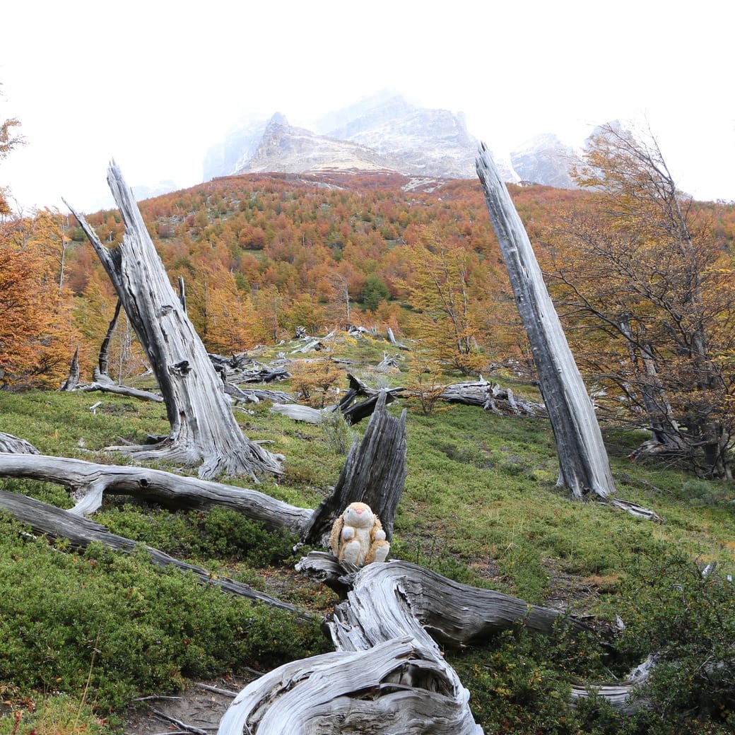Base of the Tower hike Image of Bunny on the trail