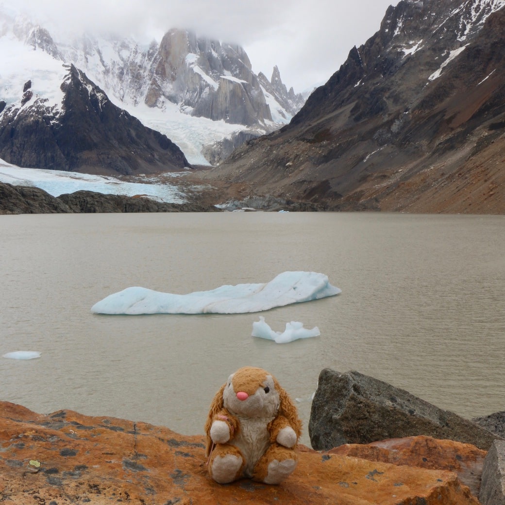 Bunny at Laguna Torre Image of Bunny at Laguna Torre