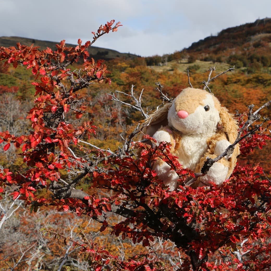 Fall colors Image of Bunny on the hike