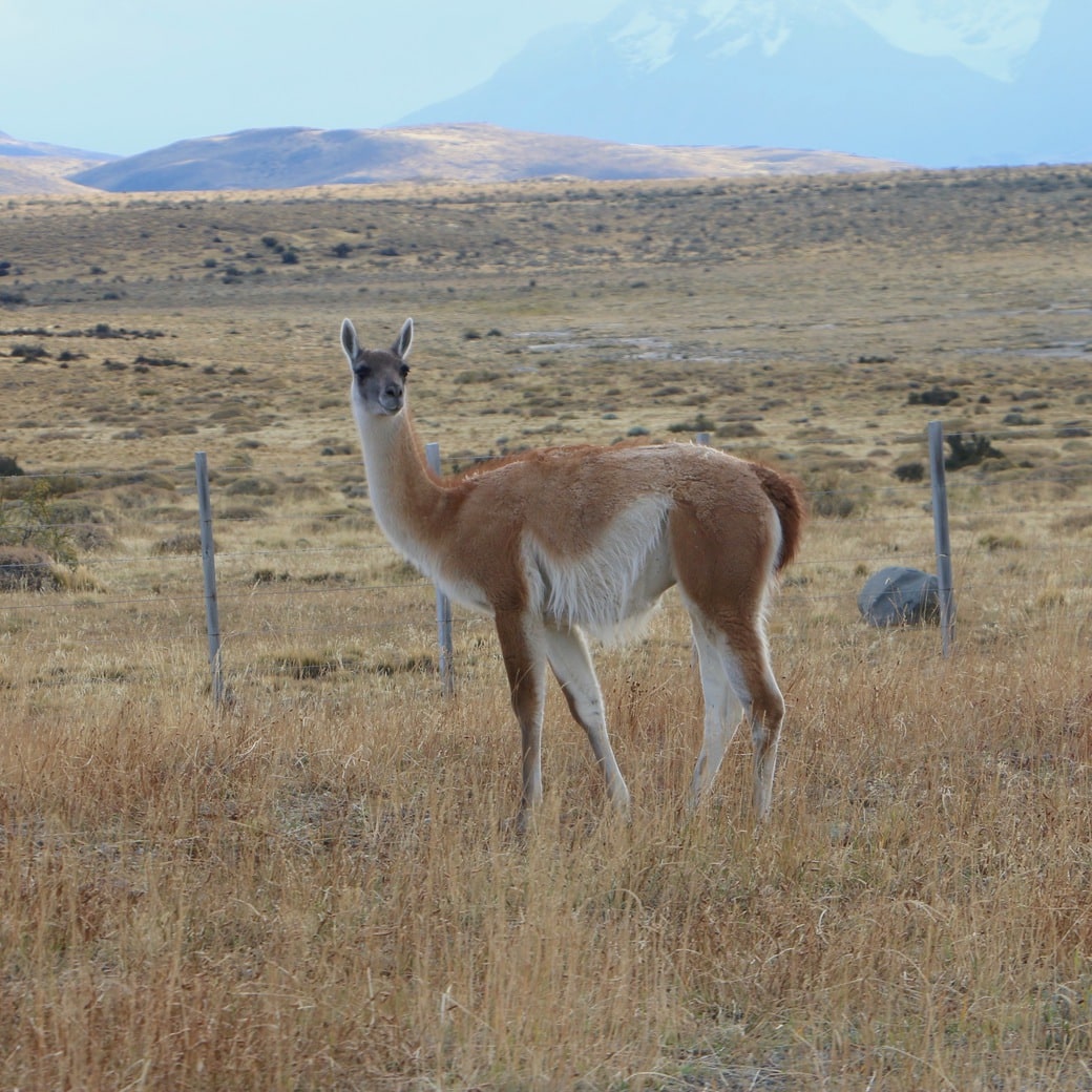 Guanaco Image of guanaco