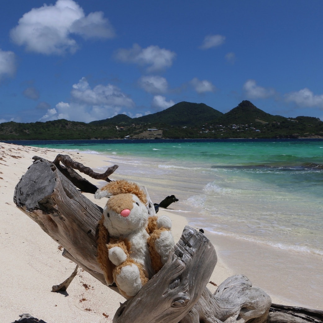 On White Island Image off Bunny on White Island