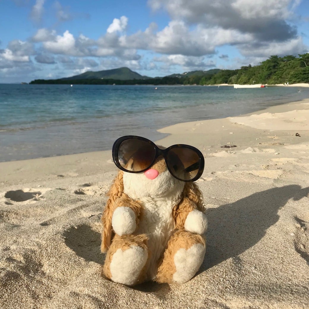 Paradise Beach Image of Bunny on Paradise Beach