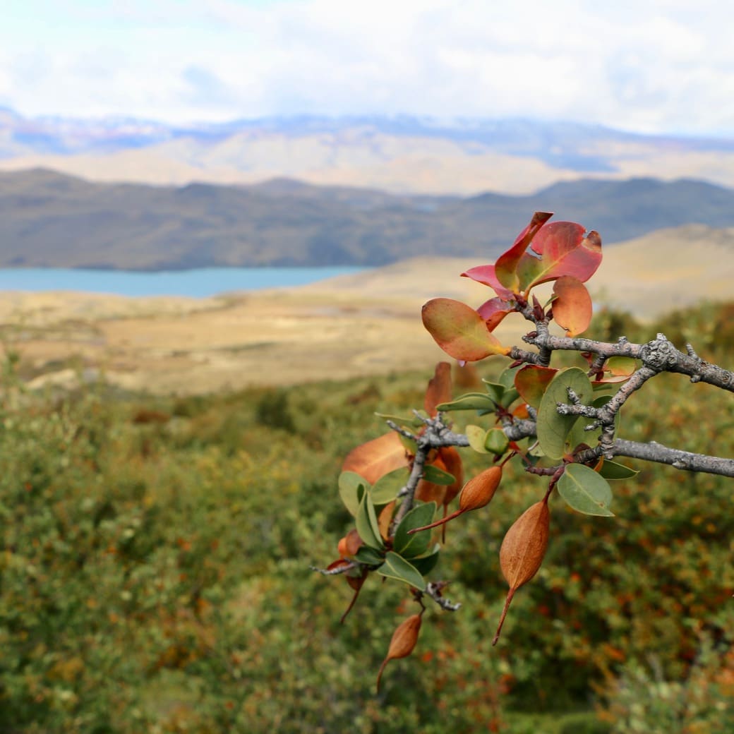 Patagonian hiking Image of scenery along the trail