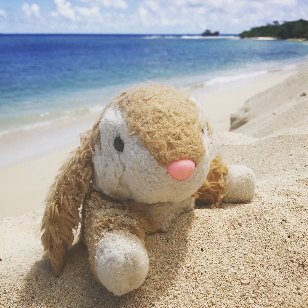 Sand bath Image of Bunny sand bathing