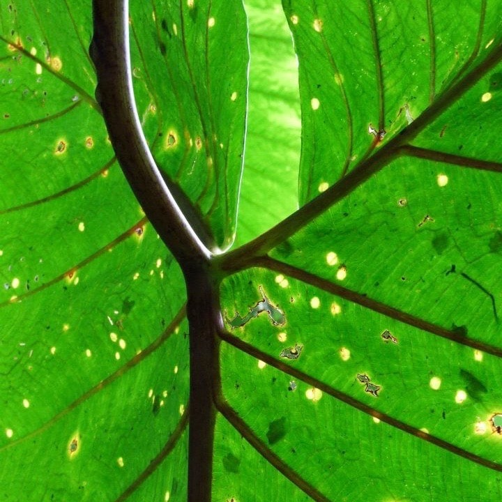 Green leaves Image of green leaves