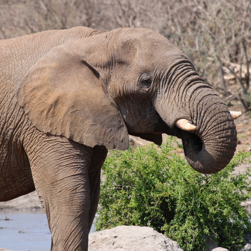 Madikwe elephant Image of elephant