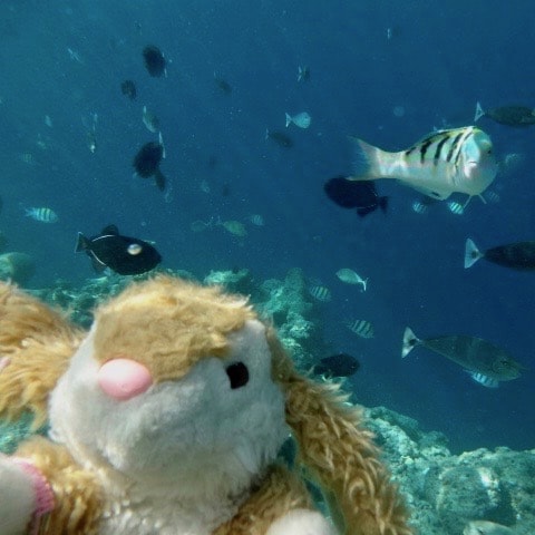 Snorkeling on the house reef Image of Bunny snorkeling