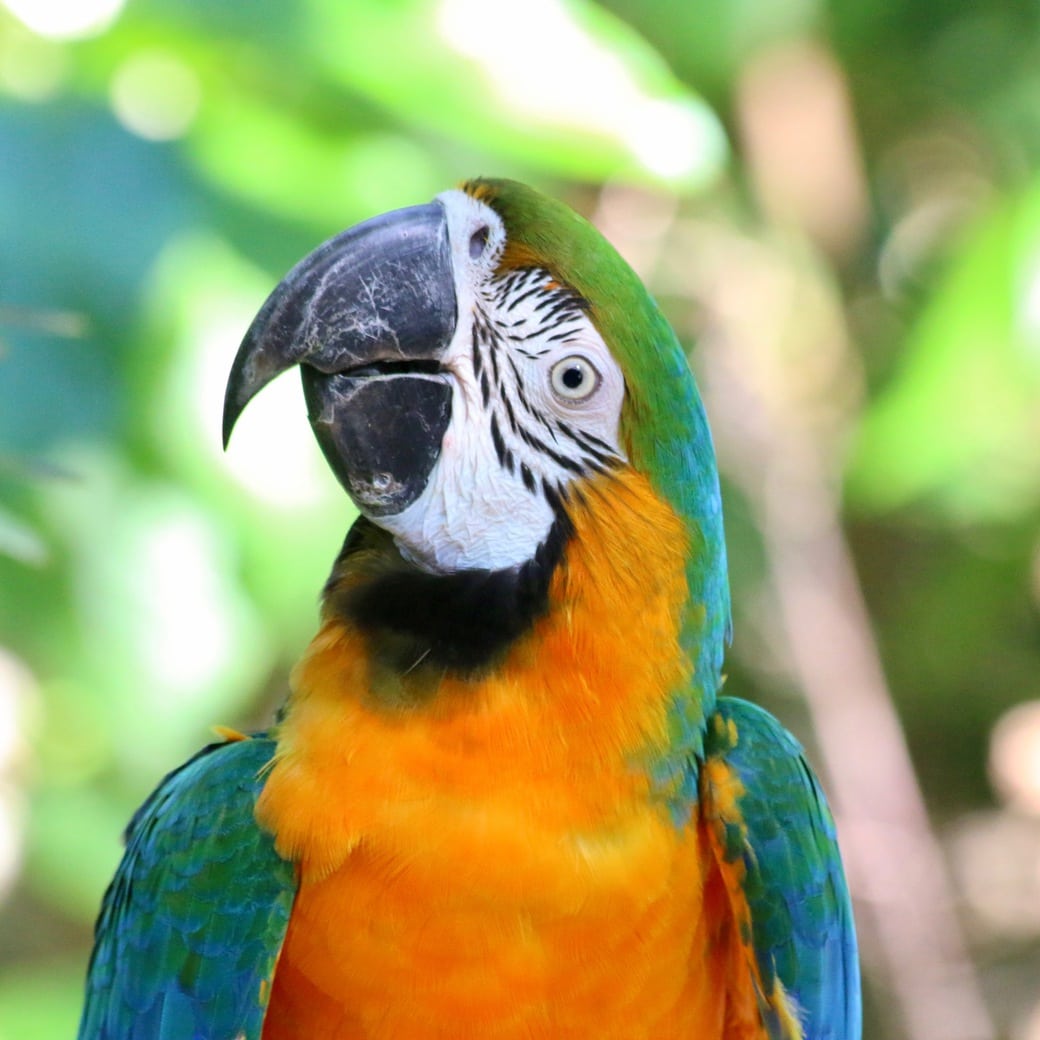 Villa Paraiso Image of parrot