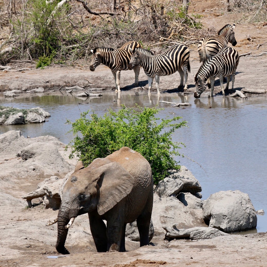 Watering hole Image of watering hole