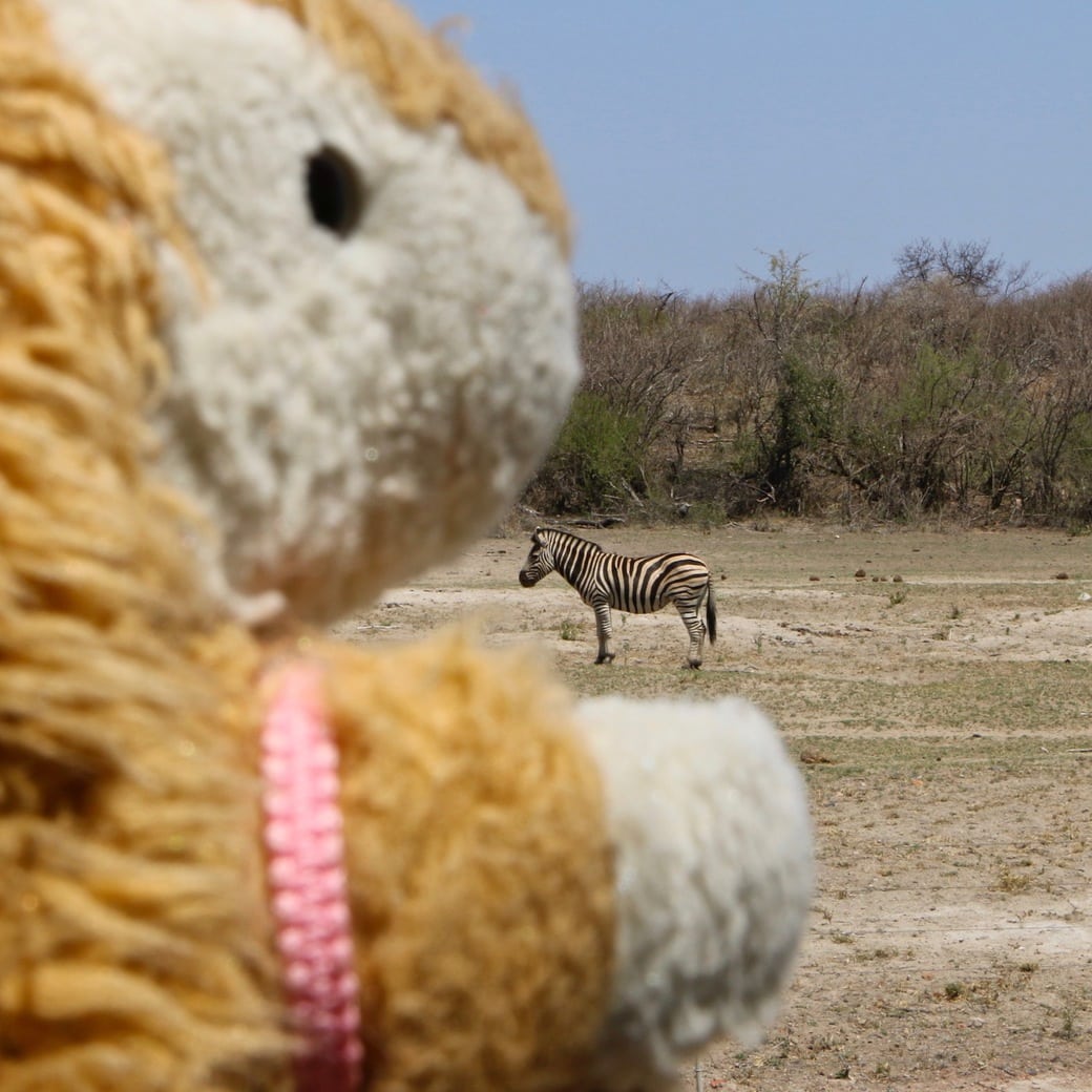 Zebra snack Image of Bunny and zebra