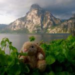 Image of Bunny in Traunkirchen, Austria