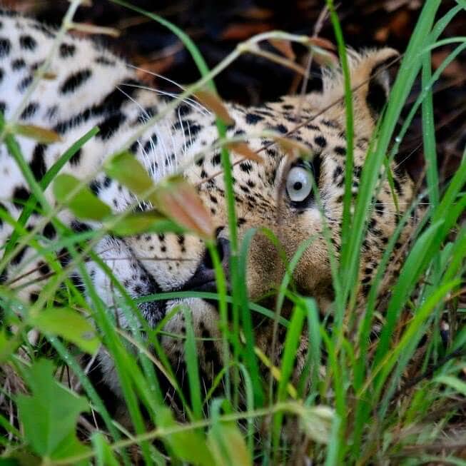 Intense stare
