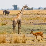 Image of Chobe National Park