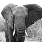 Image of an elephant