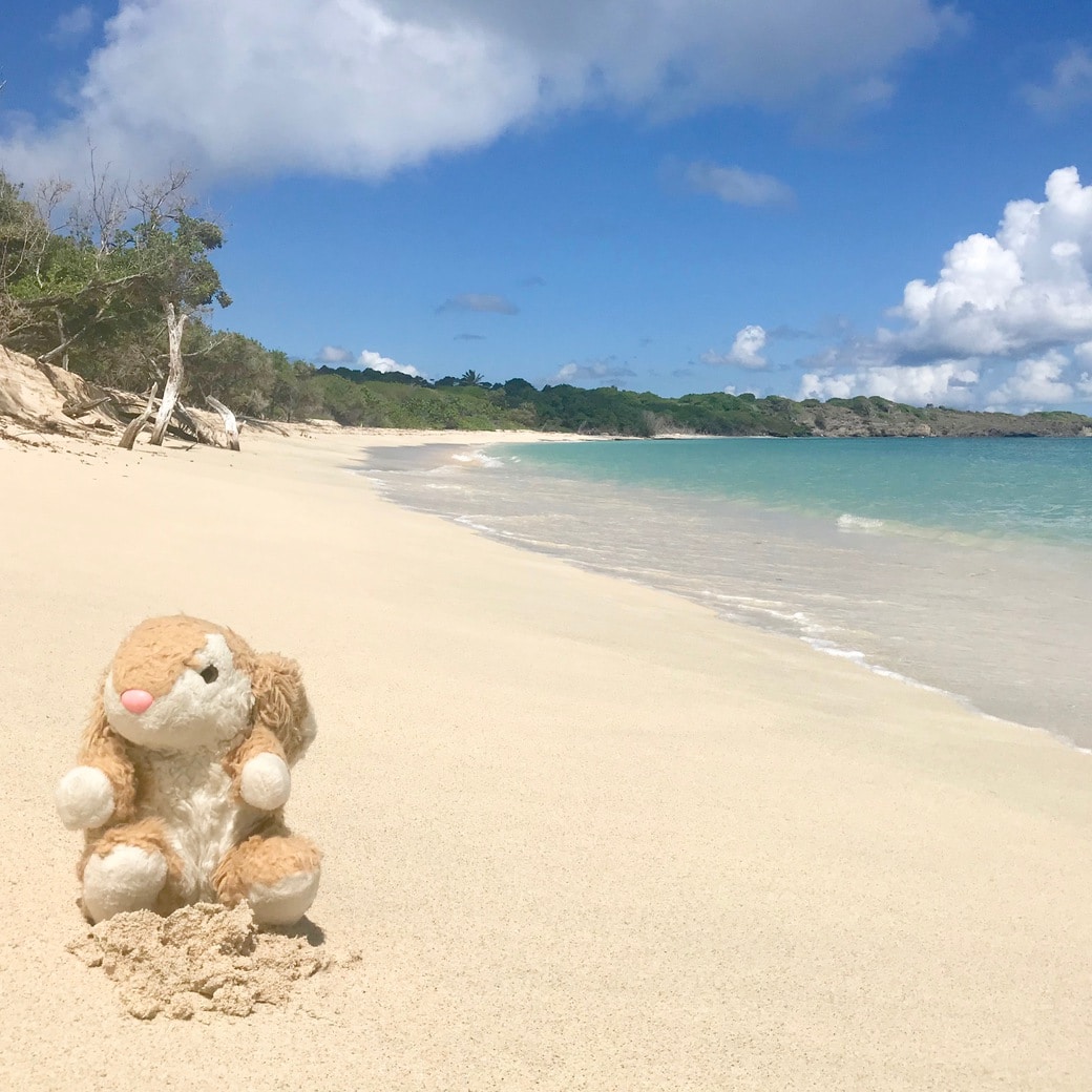 Image of Bunny on the beach